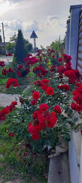 Buturugeni, casa deosebita, langa Bucuresti 20 km, proprietate personala